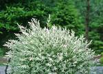 SALIX Hakuro Nishiki