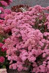 SEDUM spectabile Cloud Walker