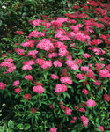 SPIRAEA x bumalda Dart's Red