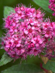 SPIRAEA japonica Double Play Artist