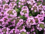 Pale red. A ground cover that can be walked on. Evergreen