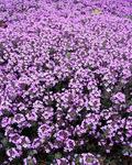 Miniature. Lavender flowers