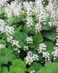 TIARELLA Cordifolia