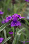 TRADESCANTIA andersoniana Concord Grape