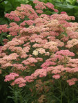 ACHILLEA Heidi
