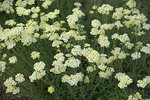ACHILLEA lewisii King Edward