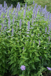 AGASTACHE A. Blue Fortune