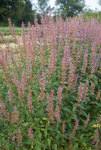 AGASTACHE Purple Haze