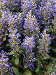 AJUGA Chocolate Chip