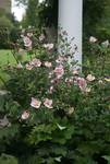 Click for more information. Soft pink single. Very adaptable. Hardiest of the Anemones