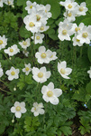 Click for more information. SNOWDROP WINDFLOWER. White, spring Anemone
