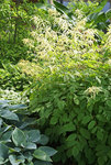 Click for more information. Tallest GOATSBEARD. For light shade