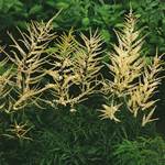Click for more information. Goatsbeard - DWARF - choice plant for shade