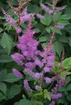 Click for more information. Strong lavender plumes over ferny foliage