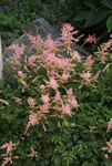 ASTILBE Graafland
