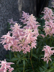 ASTILBE Peach Blossom