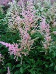 ASTILBE Peaches and Cream