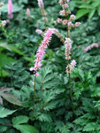 Click for more information. A miniature with dark rose flowers