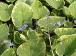 Click for more information. Each leaf is edged in white.