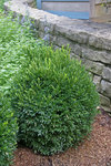 Click for more information. SHRUB. 2' Hardy dwarf boxwood.