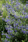 CARYOPTERIS First Choice