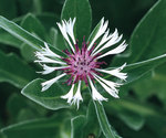 Unique white petals surround a deep royal purple center.