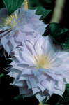 CLEMATIS Belle of Woking