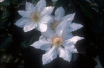 CLEMATIS Hyde Hall