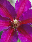CLEMATIS Mrs. N. Thompson