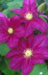 CLEMATIS Vino