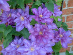 CLEMATIS Vyvyan Pennell