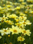 Extraordinary flowering on lacy-leaved plants