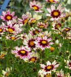 COREOPSIS Redshift