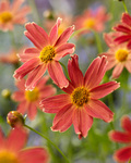 COREOPSIS verticillata Sienna Sunset