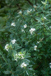 DAPHNE x transatlantica Summer Ice