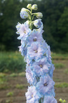 DELPHINIUM elatum Blue Lace