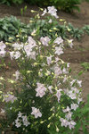 DELPHINIUM grandiflorum Summer Morning