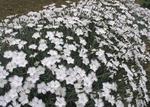 Click for more information. Fragrant white flowers. Even good for slopes or banks