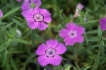 Click for more information. As Dianthus marches ever closer to blue, this ones the closest.