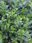 Click for more information. Great groundcover for a difficult spot.