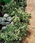 Click for more information. Very good for a difficult spot, variegated foliage.