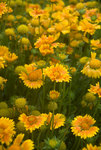 GAILLARDIA Oranges & Lemons