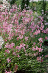 GAURA lindheimeri Blushing Butterflies