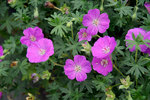 GERANIUM sang. Shepherd's Warning