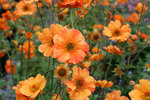 GEUM Totally Tangerine