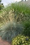 HELICTOTRICHON Sempervirens