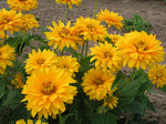 HELIOPSIS helianthoides Golden Plume