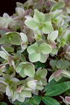 HELLEBORUS Ivory Prince