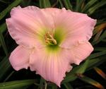 HEMEROCALLIS Barbara Mitchell