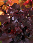 HEUCHERA x  Blackout